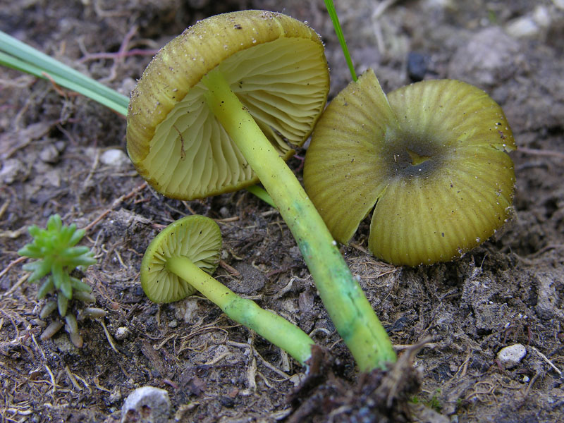 Entoloma incanum